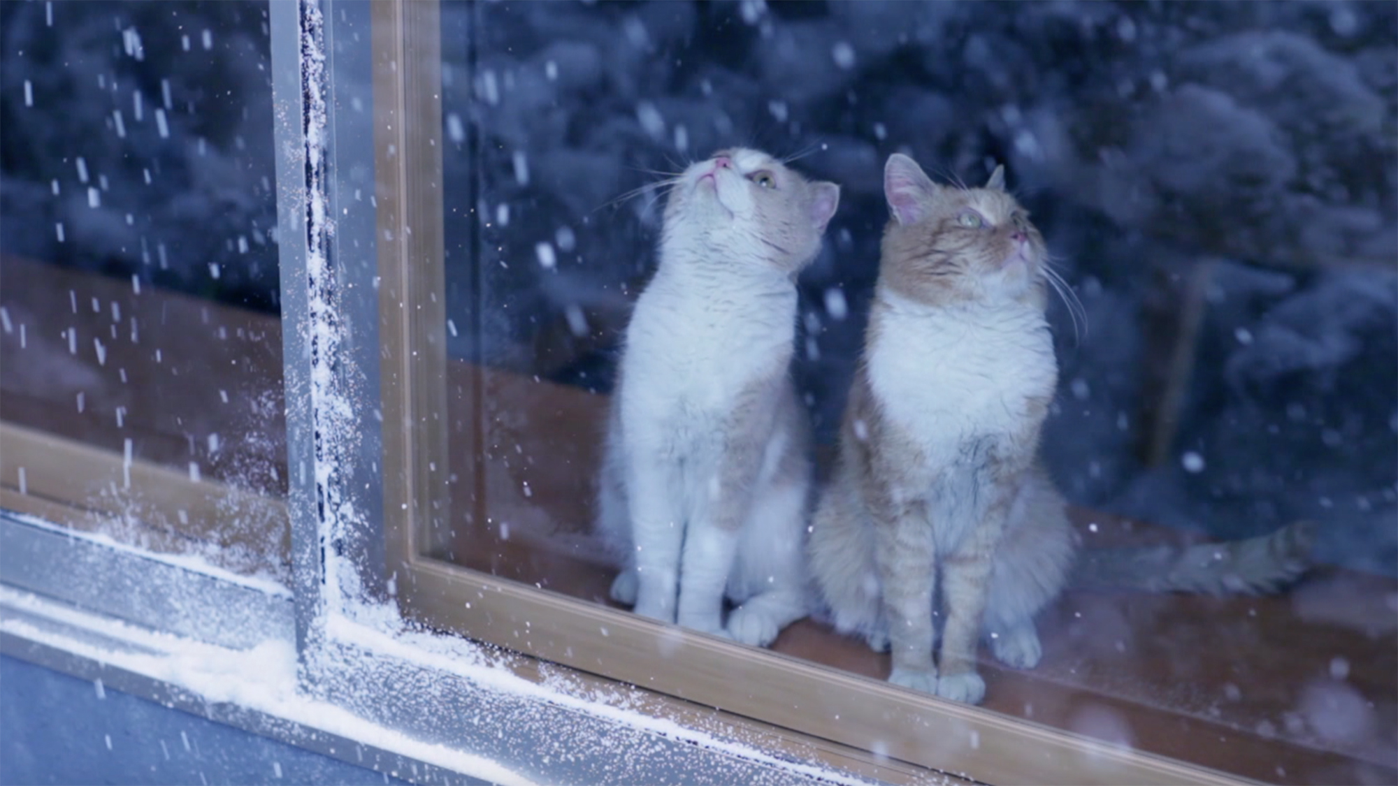 プラマードU「猫は知らない」